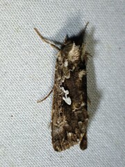 Syngrapha alias