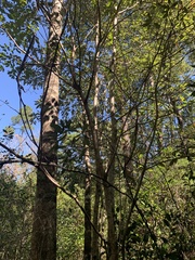 Toxicodendron vernix