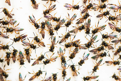 Tetragonisca fiebrigi