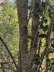 Toxicodendron vernix