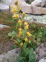 Solidago macrophylla