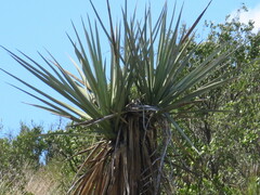 Yucca torreyi