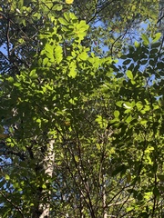 Toxicodendron vernix