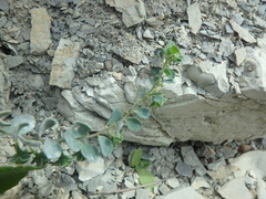 Andrachne telephioides