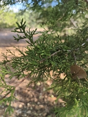 Juniperus ashei