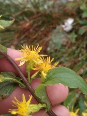 Solidago macrophylla