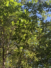 Toxicodendron vernix