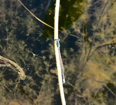 Ischnura pumilio