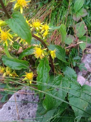Solidago macrophylla