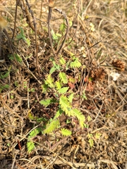 Scutellaria orientalis