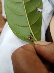 Telamonia