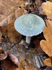 Stropharia caerulea