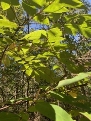 Toxicodendron vernix