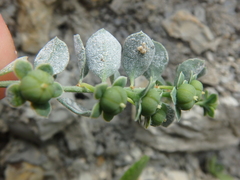 Andrachne telephioides