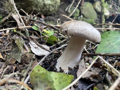 Infundibulicybe geotropa