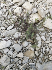 Chaenorhinum litorale