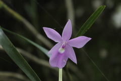 Dimerandra emarginata