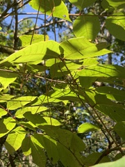 Toxicodendron vernix