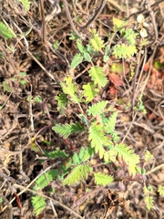 Scutellaria orientalis
