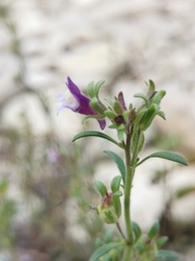Chaenorhinum litorale