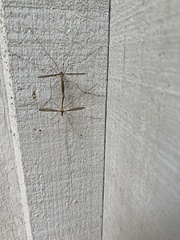 Tipula oleracea