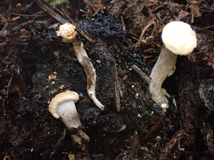 Asterophora lycoperdoides