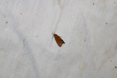 Virbia aurantiaca