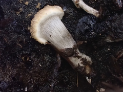 Asterophora lycoperdoides