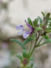 Chaenorhinum litorale