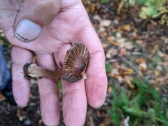 Inocybe asterospora