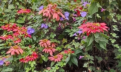 Euphorbia pulcherrima