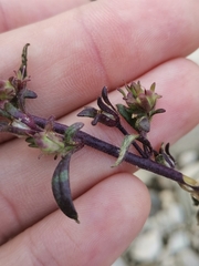 Chaenorhinum litorale