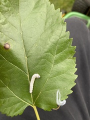 Macremphytus testaceus