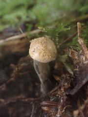Asterophora lycoperdoides