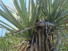 Yucca torreyi