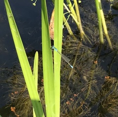 Ischnura pumilio