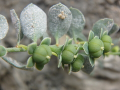 Andrachne telephioides