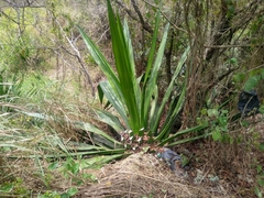 Furcraea