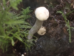 Asterophora lycoperdoides