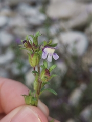 Chaenorhinum litorale