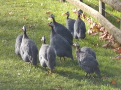 Numida meleagris domesticus