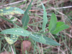 Chondrilla latifolia