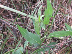Chondrilla latifolia