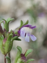 Chaenorhinum litorale