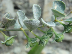 Andrachne telephioides