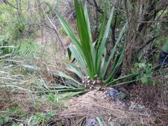Furcraea