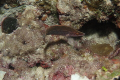 Symphodus rostratus