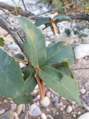 Quercus oblongifolia