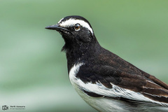 Motacilla maderaspatensis