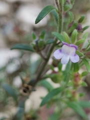 Chaenorhinum litorale